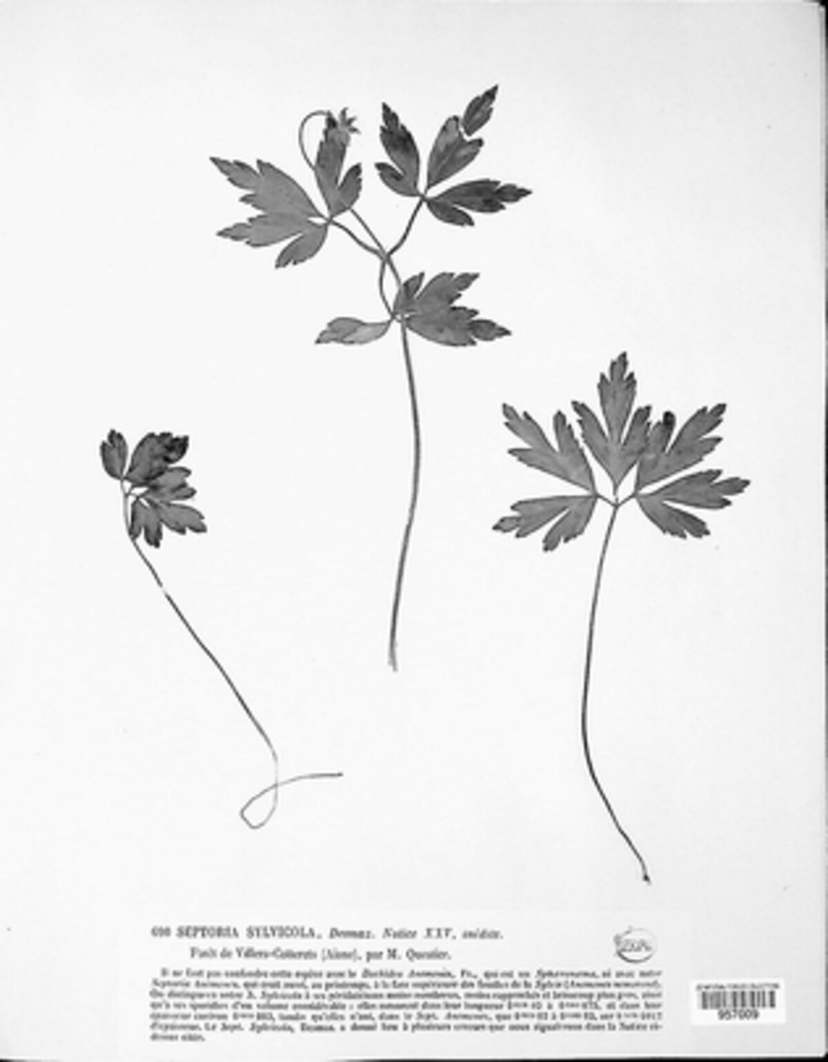 Septoria sylvicola image